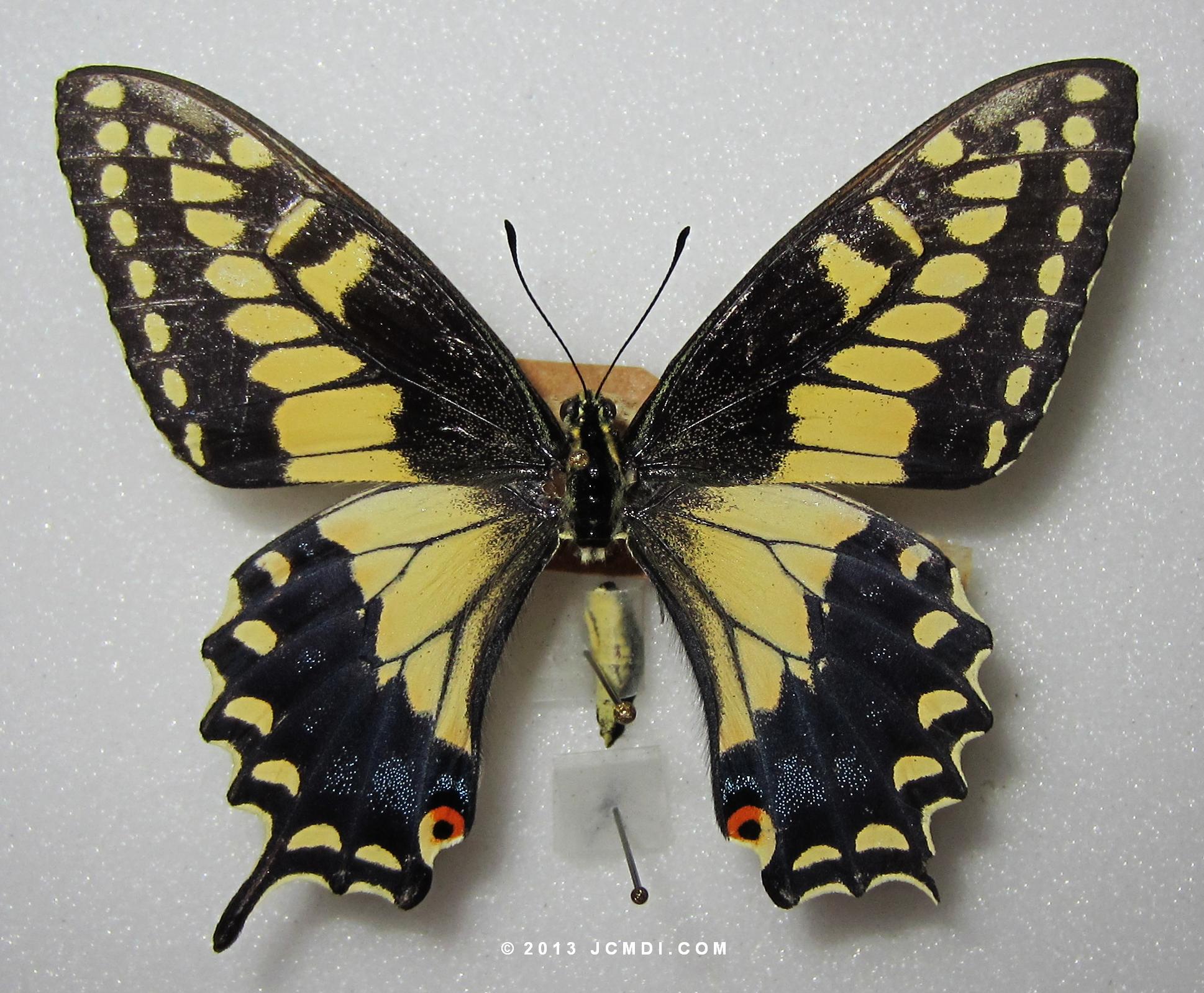 Papilio polyxenes coloro